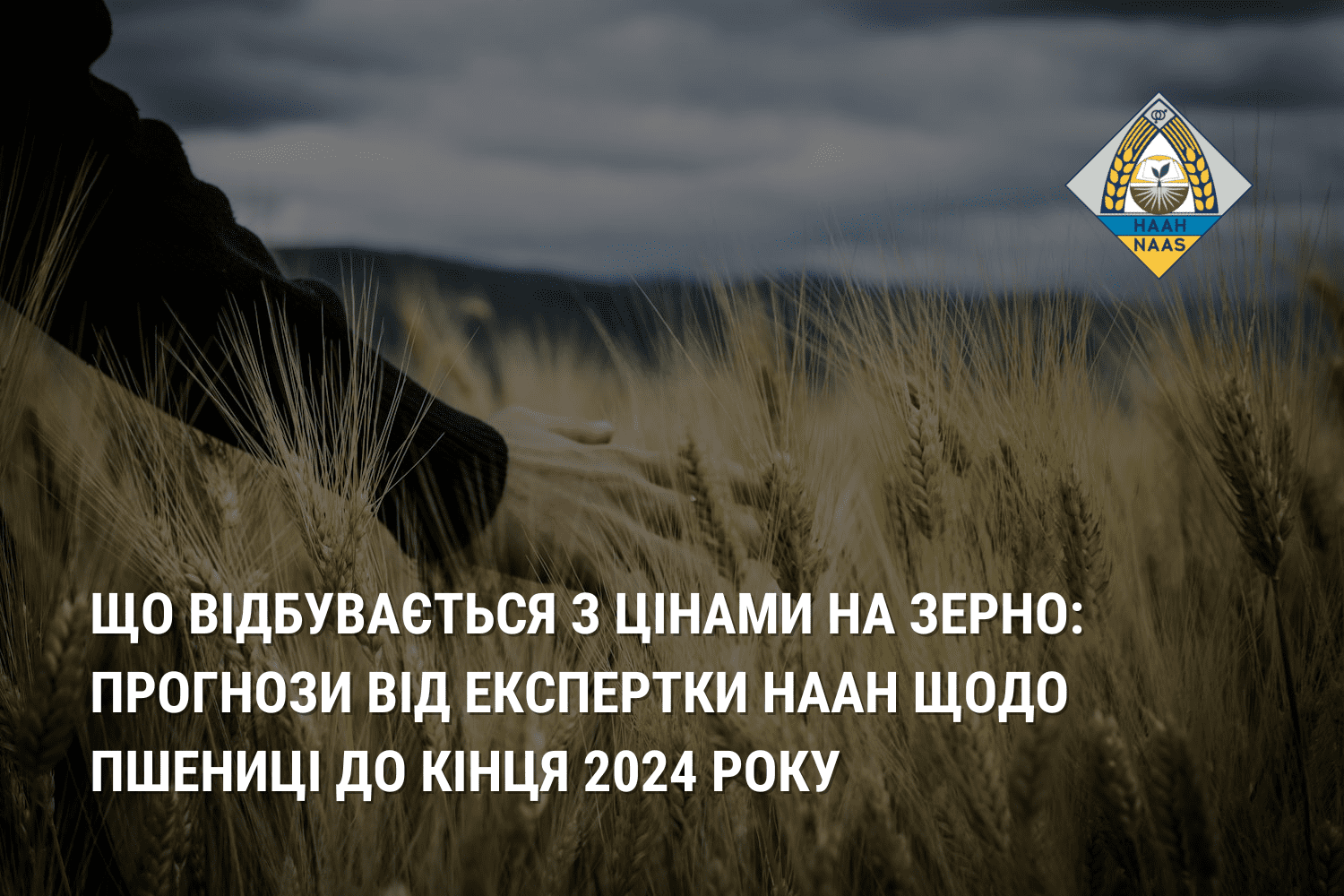 Що відбувається з цінами на зерно: прогнози від експертки НААН щодо пшениці до кінця 2024 року